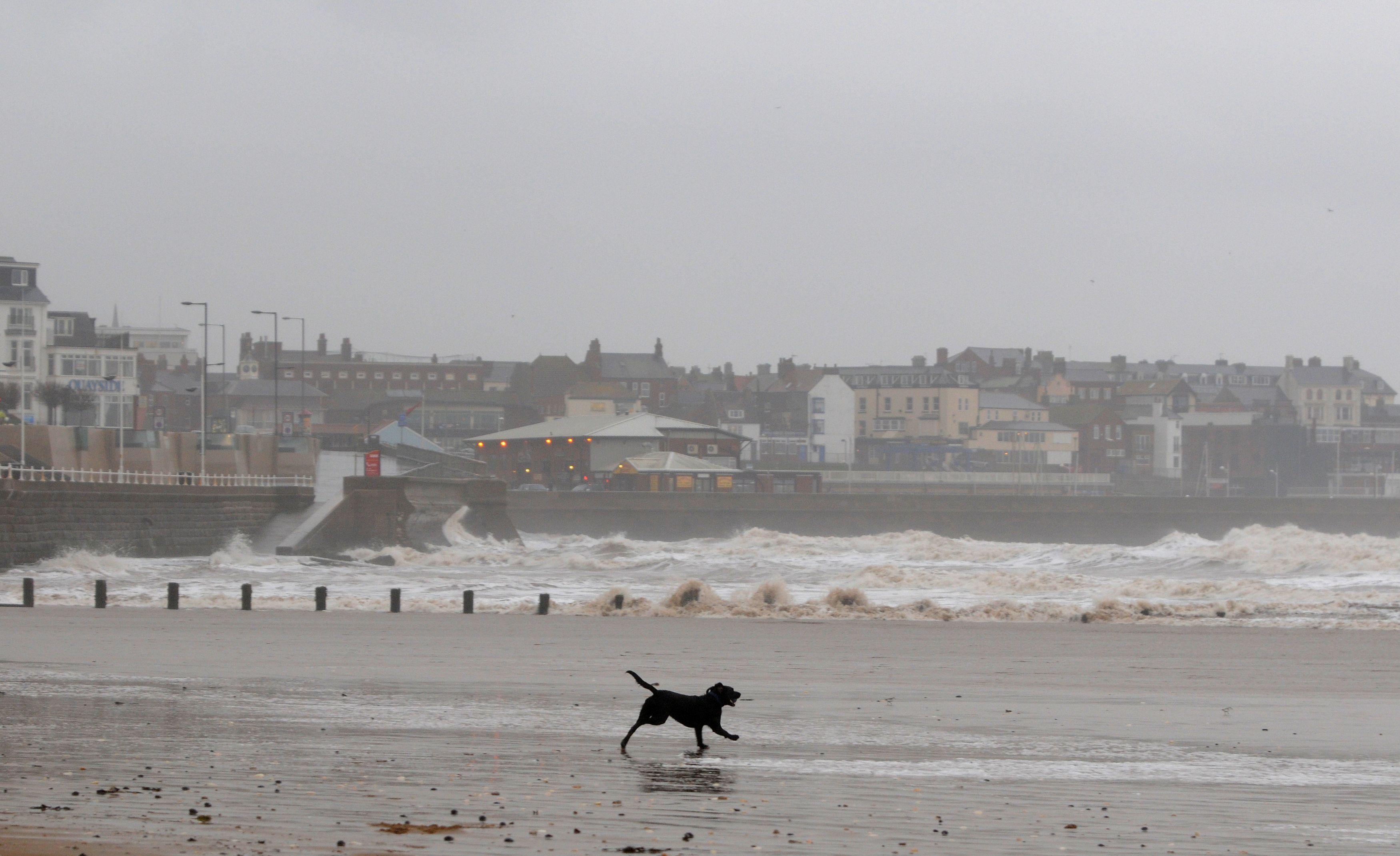 can-dogs-go-on-the-beach-at-bridlington